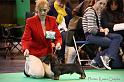 Crufts2011_2 457